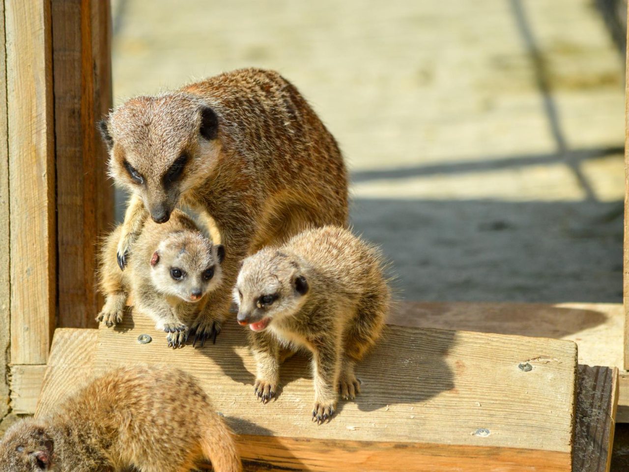 Animal en u : Découvrez les espèces fascinantes qui commencent par cette lettre !