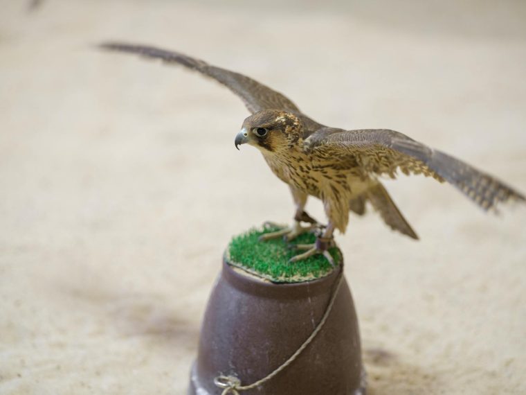 Puff jnr falcon avis : Découvrez notre analyse complète et les retours des utilisateurs